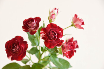 スプレーばら