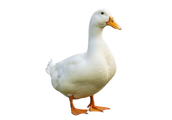 Obraz premium A white domestic duck standing on a transparent background, showcasing its features like beak, wings, and webbed feet