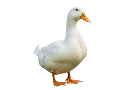 A white domestic duck standing on a transparent background, showcasing its features like beak, wings, and webbed feet
