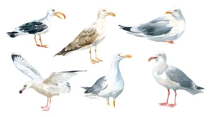 Fototapeta premium Watercolor illustration of an isolated standing seagull and seagull with stretched wings on a white background. Painting of a sea bird - seagull set