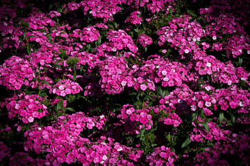 Field of Pink Dianthus Flowers