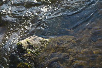 Clear Stream Water Flow Over Mossy Rock in Sunlight