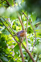 European robbin (Erithacus rubecula) perched on littel branche in the bushes
