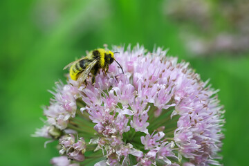 Close-Up of Bee Pollinating Pink Flower in Lush Nature