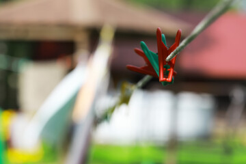 Close-up of Colorful Clothespins on Clothesline in Sunny Outdoor Background