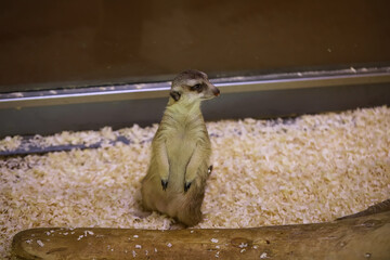 Cute Meerkat Standing in Enclosure, Looking Alert and Curious at Zoo