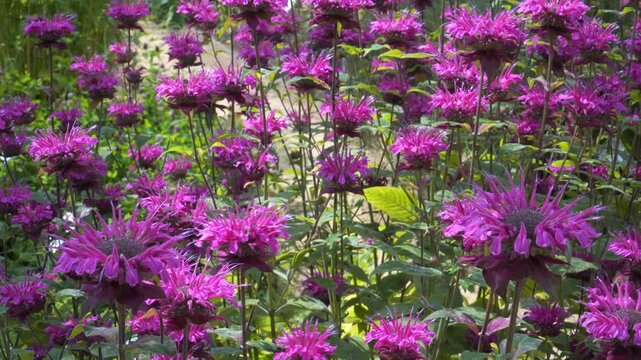 Striking scarlet beebalm (Monarda didyma L.) flowers bloom in vivid clusters, their spiky petals and minty foliage glowing under summer light in a lush herbal garden scene.