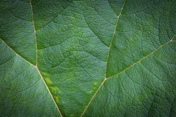 Closeup of giant leaves of Gunnera plant