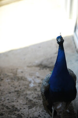 Colorful Peacock Standing on Rough Stone Ground in Natural Sunlight