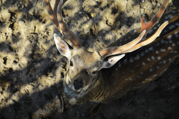 Close-Up of Deer with Antlers in Natural Habitat, Captured in Sunlight
