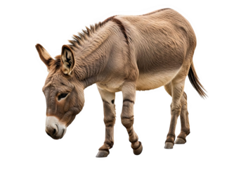 A brown and gray donkey standing with its head down, isolated on transparent background