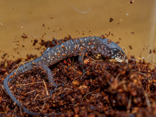 イボヨルトカゲのアップ