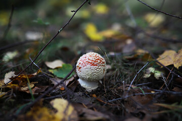 Close-Up of a Red-Capped Mushroom in an Autumn Forest Setting