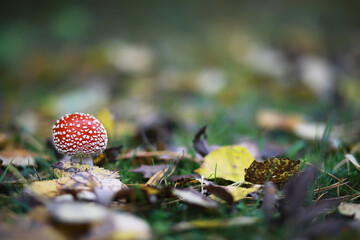 Vibrant Red Toadstool in Autumn Forest Setting with Soft Focus Background