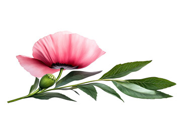 Pink poppy flower with green leaves on clear background