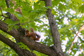 Squirrel Scratching Behind Its Ear