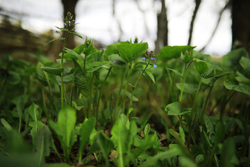 Close-Up of Lush Green Wildflowers in a Forest Setting with Selective Focus
