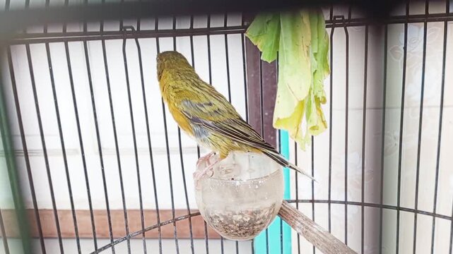 The historical role of Canaries in the past was often used in coal mining as an early warning to detect dangerous gases such as carbon monoxide in the mine.