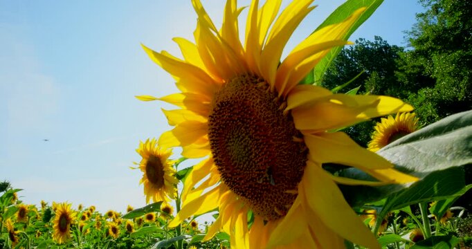 Bright sunflowers blooming across farmland, honeybees gathering nectar under golden summer sunlight