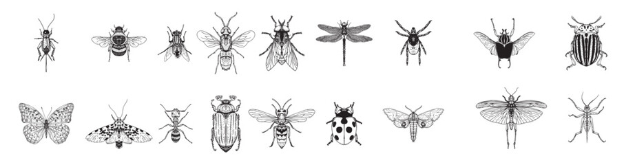 Insects Illustrations in Art Ink Style