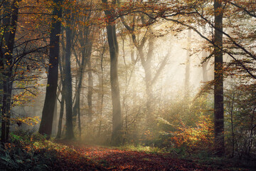 Magical nature scenery with beautiful golden mood in a foggy forest in autumn, with the rays of sunlight illuminating the mist through the tree trunks along a path 