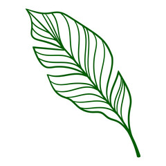 Linear palm leaf. Decorative image of tropical foliage and plant.