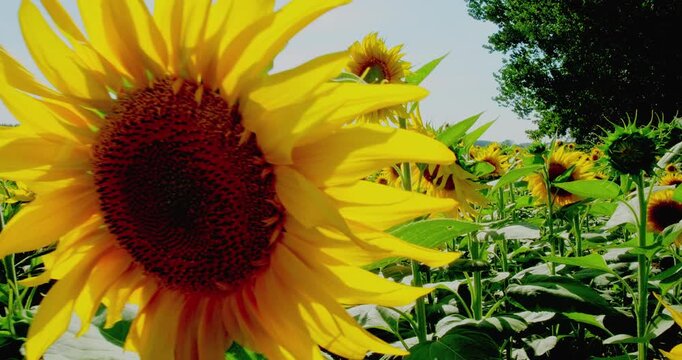 Sunlight illuminating golden sunflower field, gently bending tall stems with bright yellow petals spreading across rural farmland meadow, embodying agricultural serenity