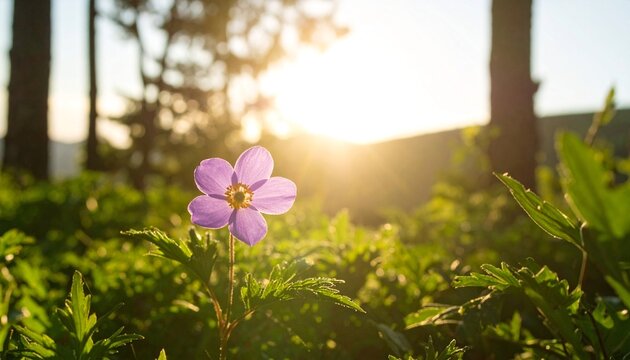 Solitary purple flower with yellow center blossoms in vibrant green foliage, backlit by warm sunlight