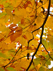Hanging branch with yellow and brown leaves 