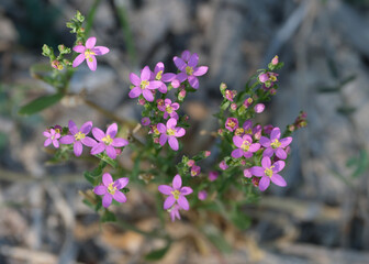 Flowers of common centaury. European centaury
