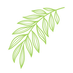 Linear date palm leaf. Decorative image of tropical foliage and plant.