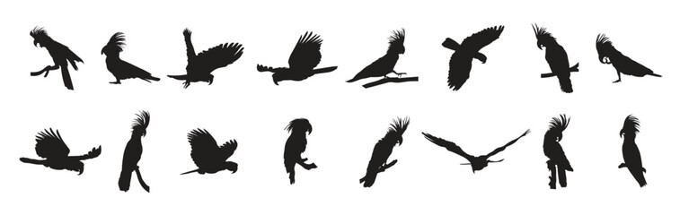 collection of silhouettes of black palm cockatoo
