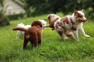 Group of puppies playing in a grassy field