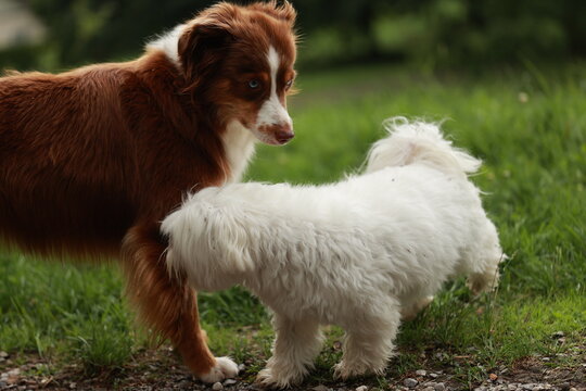 Two dogs are standing next to each other in a grassy field