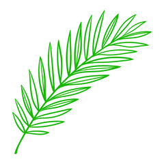 Linear coconut palm leaf. Decorative image of tropical foliage and plant.