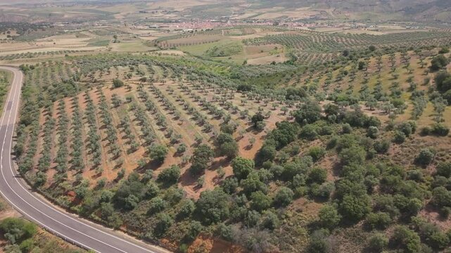 Ascending frontal drone reveals miles of traditional olive groves in perfect alignment near Belv&iacute;s de la Jara, a quiet municipality in Toledo, Castile‑La Mancha, Spain.