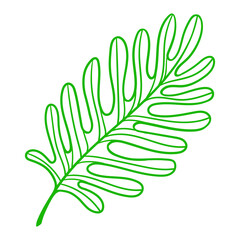 Linear palm leaf. Decorative image of tropical foliage and plant.