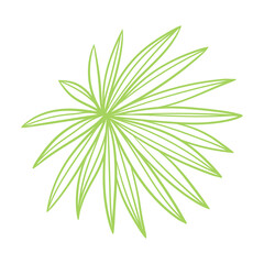 Linear fan palm leaf. Decorative image of tropical foliage and plant.