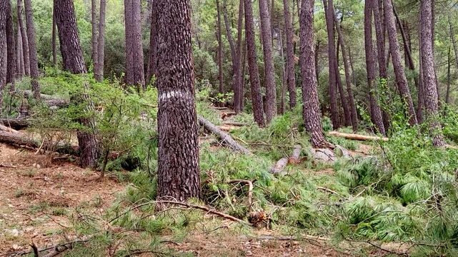 Tree trunks and branches cut from the forest floor. Forestry work. Timber extraction. Sierra de Cazorla. Spain.