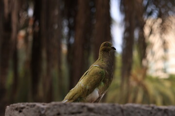 A brightly colored pigeon with golden-green feathers perches on a stone surface. Blurred trees in the background create a soft, natural atmosphere.
