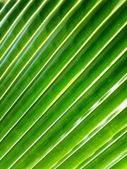 hdr.Abstrack green coconut leaf with lines crooked and waves shapes texture 