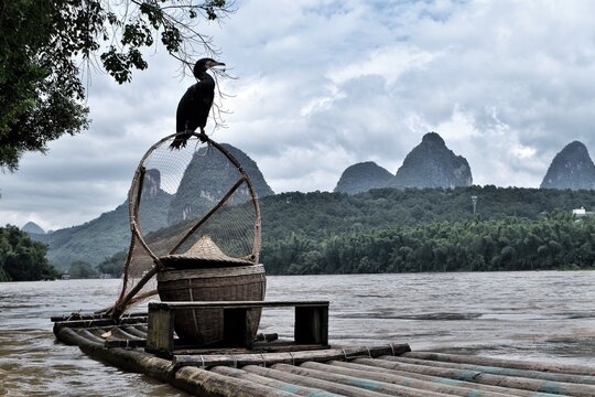 Cormoranes de pesca tradicional en la regi&oacute;n de Gilin, China.