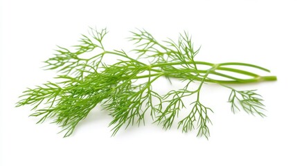 Fototapeta premium Fresh dill sprig isolated on white background.