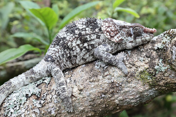 Short-horned Chameleon
 