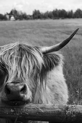 Black and white portrait of a cattle in the field.