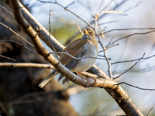 枝にとまるシロハラ