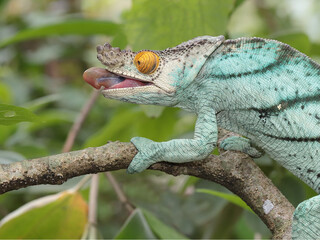Male Parson's Chameleon preparing to catch an insect
 