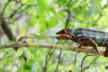 Male Panther Chameleon feeding on Grasshopper