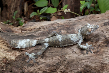 Mossy leaf-tailed gecko