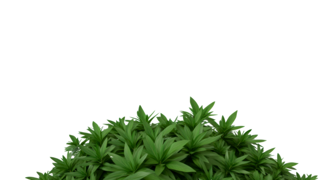 Lush green plant with a round shape and abundant leaves